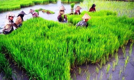 Wamentan: Pemerintah Daerah Enggan Cetak Sawah Baru
